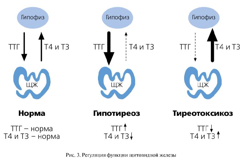 Норма гормона ТТГ после удаления щитовидной железы |kvd9spbru