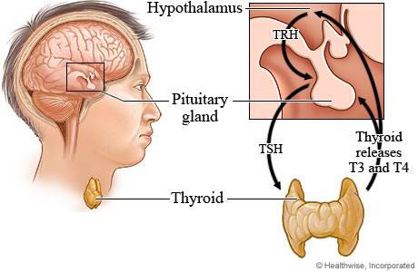 Гипофиз и щитовидная железа