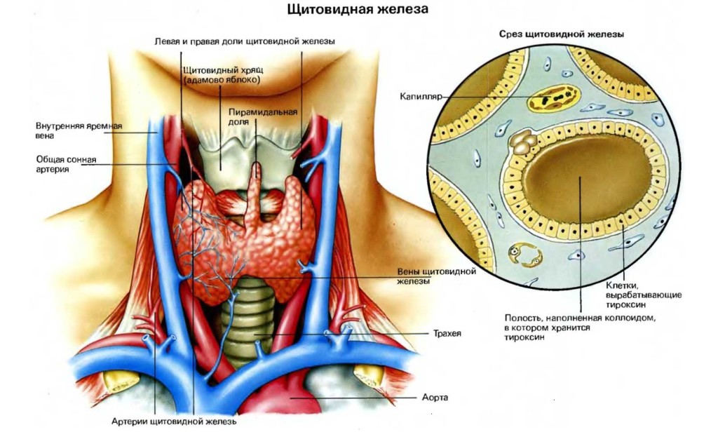 строение щитовидной железы
