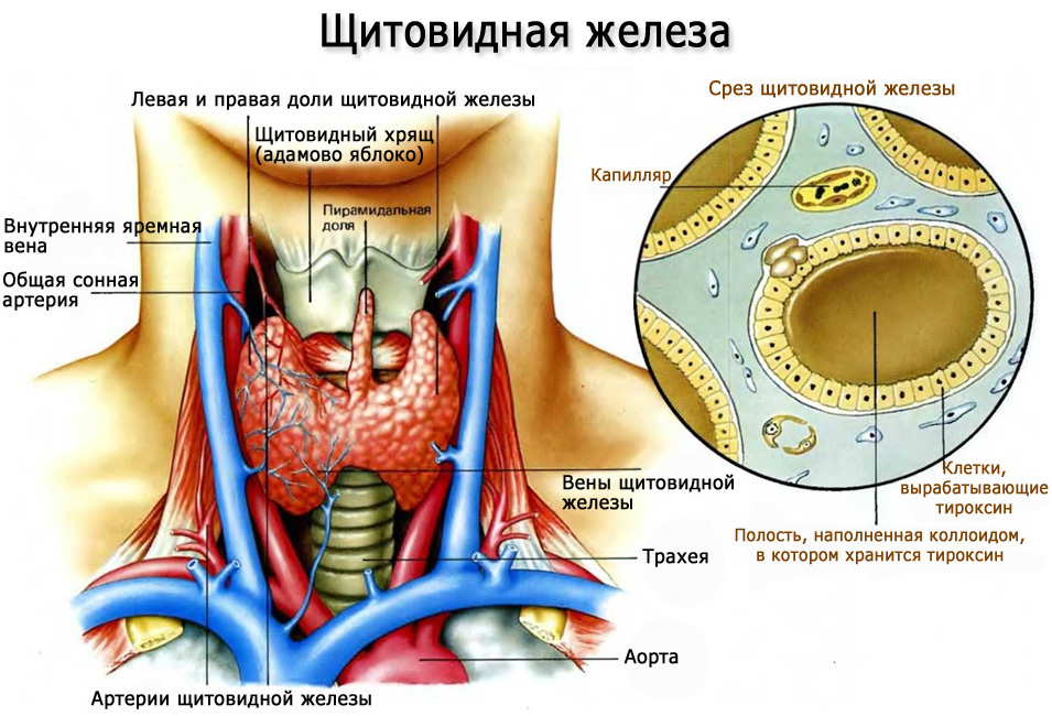 Щитовидная железа срез