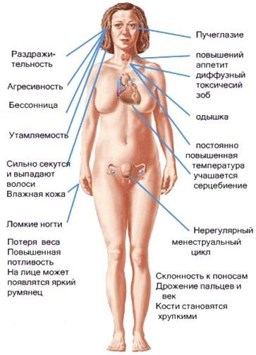 Объем щитовидной железы у женщин 