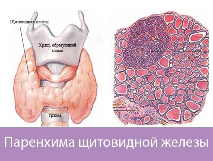 Паренхима щитовидной железы