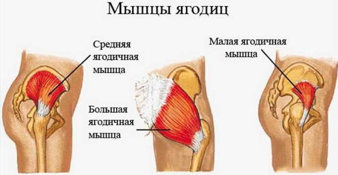 Анатомические особенности болей в ногах при остеохондрозе