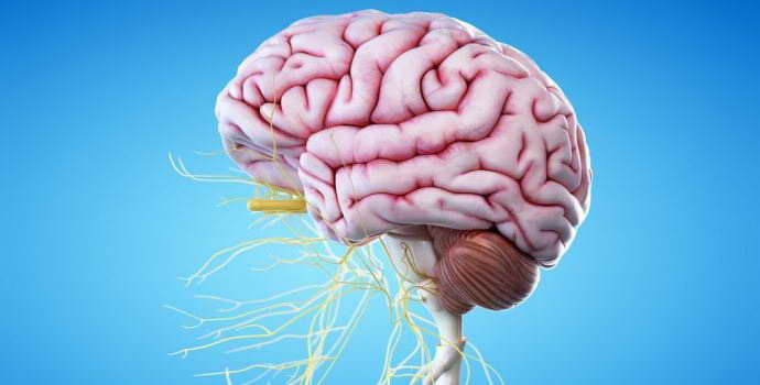 Дисфункция срединных структур головного мозга: что нужно знать о проявлении