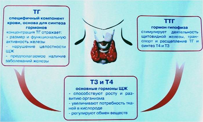 Антитела щитовидной железы