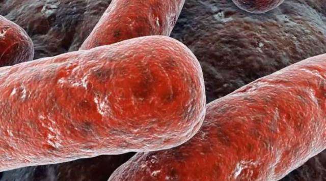 Микобактерии туберкулеза опасны для людей