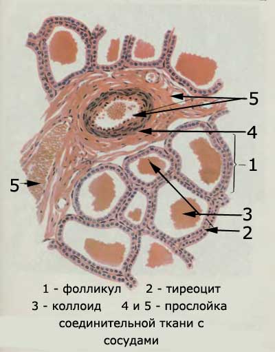 Фолликулярная ткань щитовидной железы