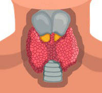 Щитовидка