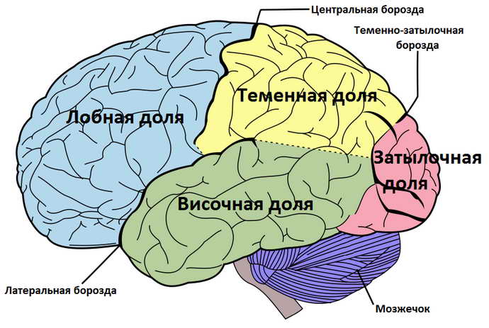 органическое поражение головного мозга где происходит