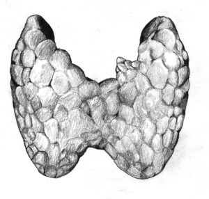 нормы размеров щитовидной железы на узи