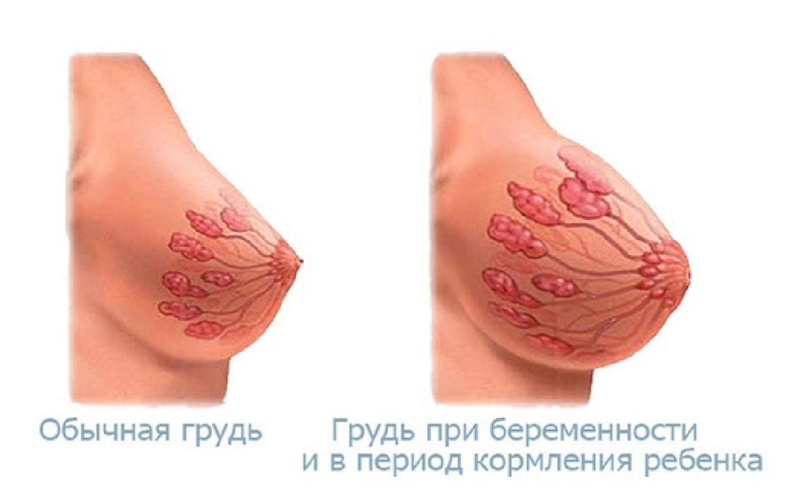 грудь при беременности цвет сосков (120) фото