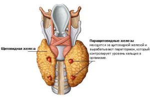 Признаки пониженной функции щитовидной железы