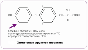 химическая структура тироксина