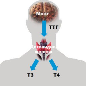 Норма ТТГ после удаления щитовидной железы