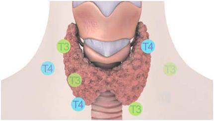 Гормоны щитовидной железы норма