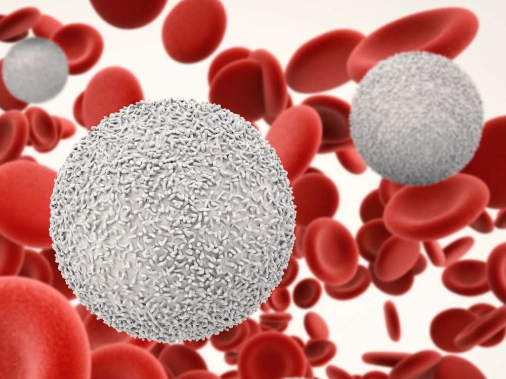 Лейкоциты у мужчин норма в крови и другие способы исследования