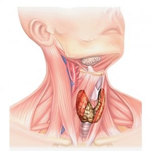 Как уменьшить щитовидную железу 