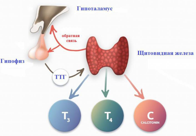 Антитела к тиреоглобулину (АТ ТГ) повышены что это значит