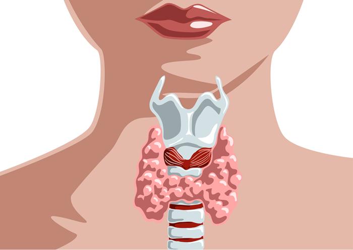 щитовидная железа гормоны и функции