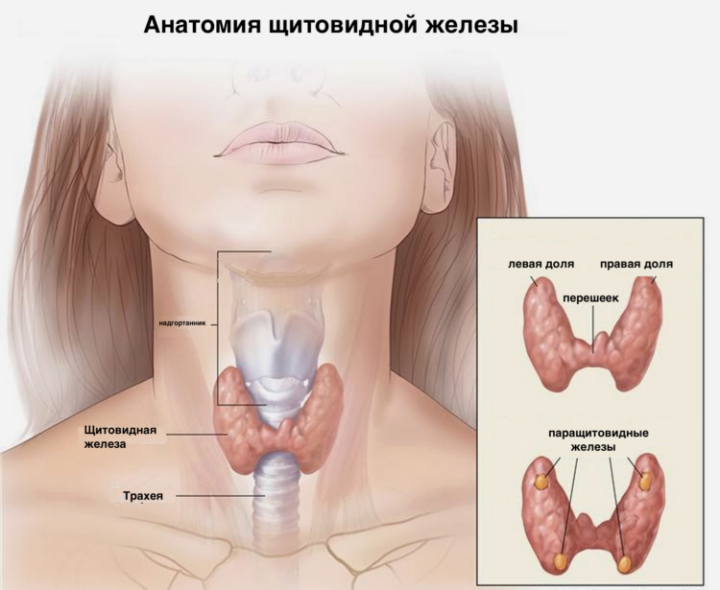 анатомия щитовидной железы