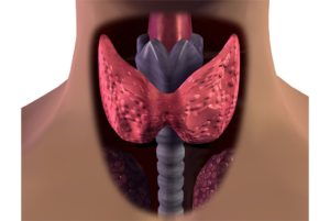Хронический тиреоидит щитовидной железы