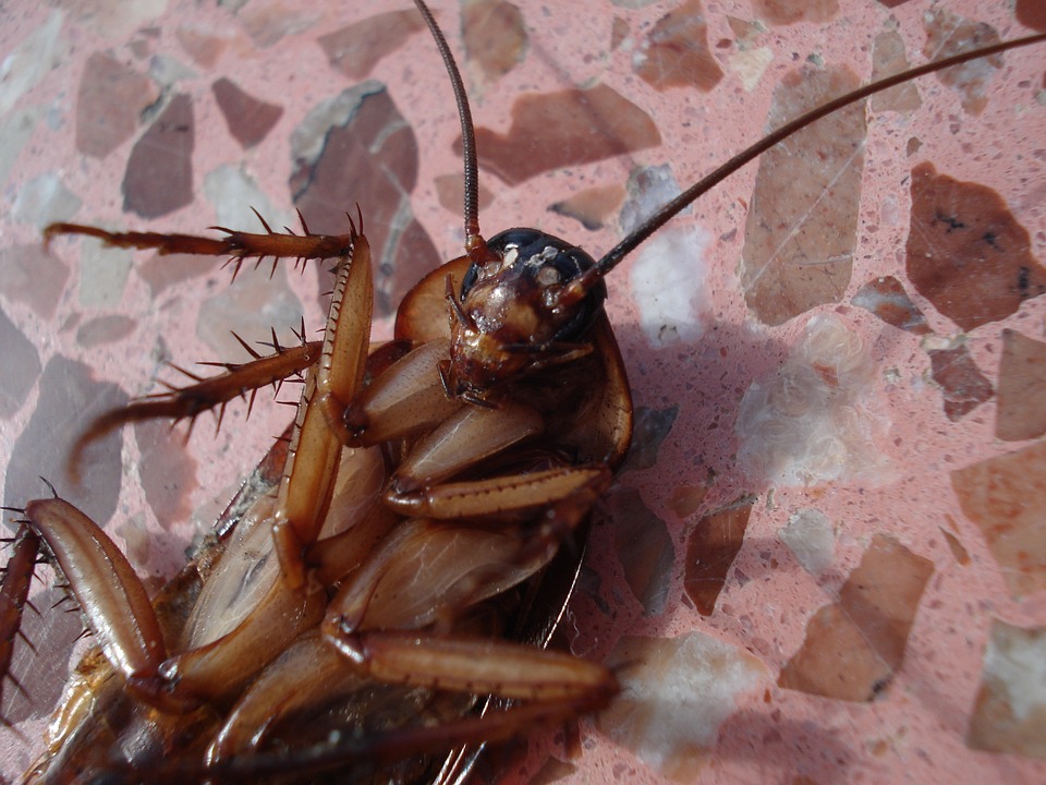 С чем может быть связана боязнь тараканов и как с ней бороться?