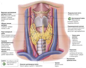 Аденома щитовидной железы у женщин