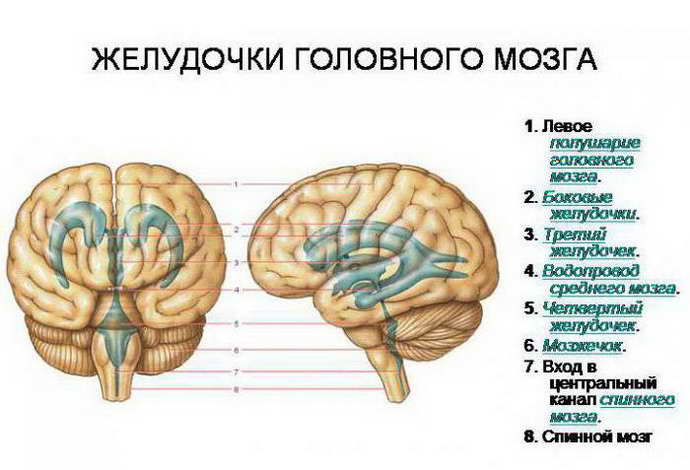 латеровентрикулоасимметрия головного мозга