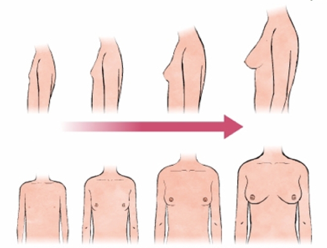 Как растет грудь у девочек