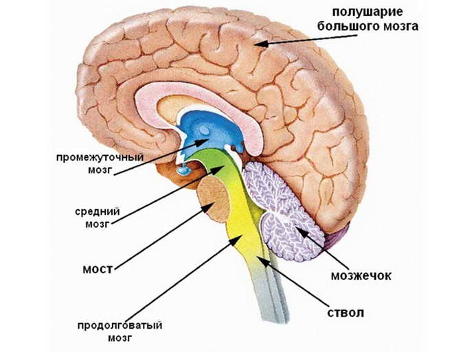 арахноидит головного мозга симптомы