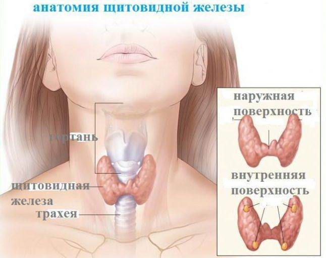Маленький объем щитовидной железы у женщин