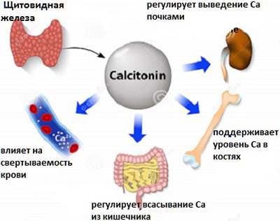 Функции кальцитонина