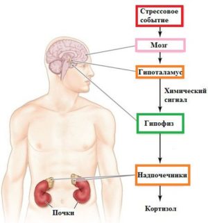 Функции аденокортикотропных гормонов