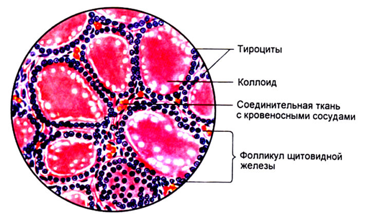 макрофолликулы щитовидной железы
