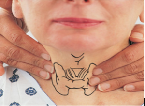 Расположение щитовидной железы и начальное положение рук при выполнении пальпации сзади