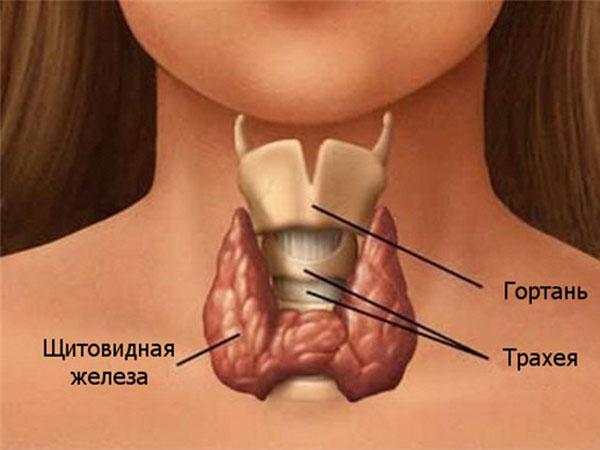 Внешний вид и местоположение щитовидки