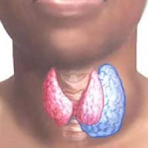  Увеличены узлы щитовидной железы 