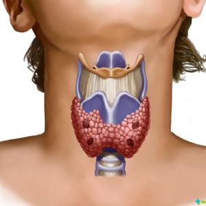 Щитовидная железа размеры норма у женщин 
