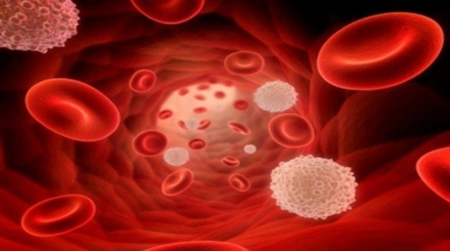 Что такое нейтрофильный лейкоцитоз? Причины развития, виды, показатели крови