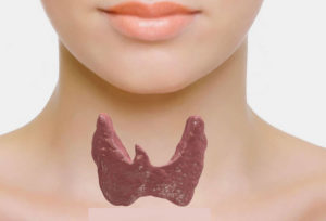 Тиреоидные гормоны щитовидки