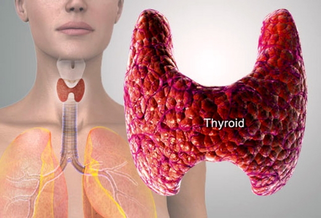 Содержание гормонов щитовидной железы Т3 св, Т4 св, ТТГ в крови: норма и отклонения. Как сдать анализ?