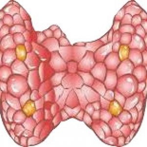 Функции щитовидной железы в организме человека 