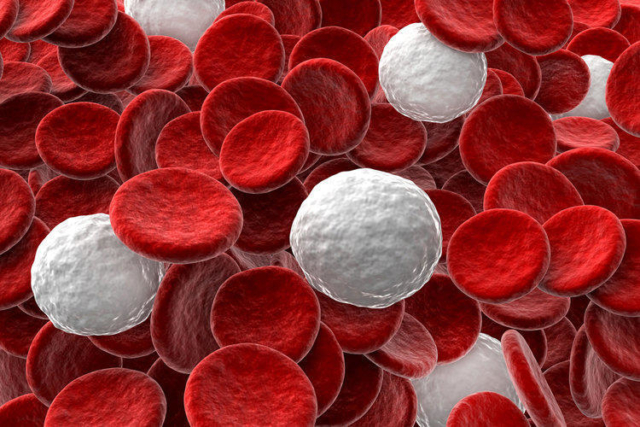 Что такое нейтрофильный лейкоцитоз? Причины развития, виды, показатели крови