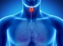 2. Ультразвуковое обследование щитовидной железы