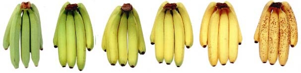 Бананы какой зрелости запрещено выставлять. Антракноз банана. Таблица спелости бананов. Степень зрелости банана. Стадии спелости банана.