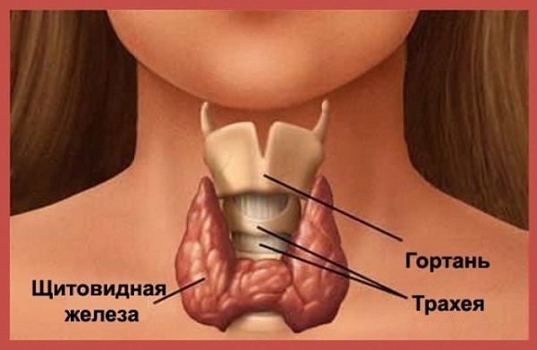 щитовидка