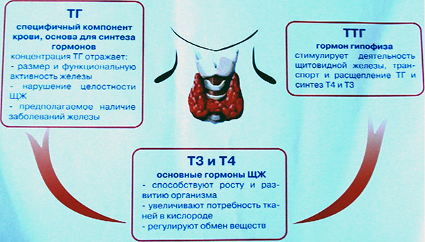 гормоны щитовидной железы